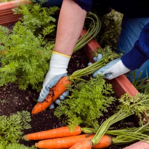 Formación integral para trabajadores de almacén hortofrutícola (AGAU28)